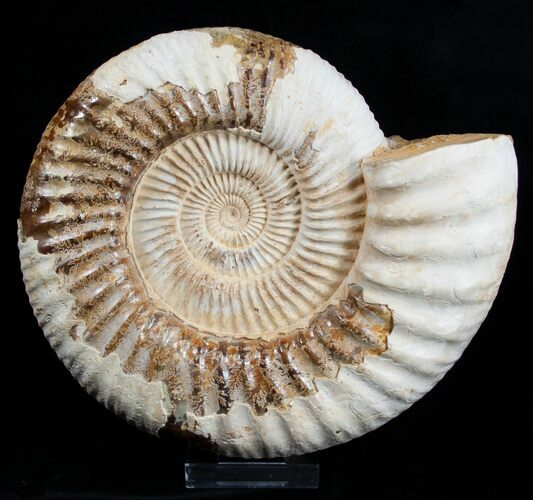 Large Inch Ammonite - Great Display #1962